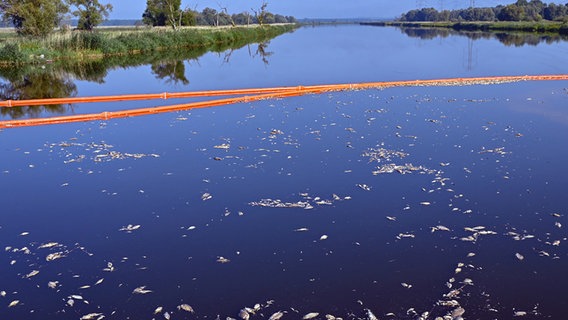 Schwedt: Tote Fische haben sich an einer Sperre, die von der Feuerwehr verlegt wurde, im deutsch-polnischen Grenzfluss Westoder, nahe dem Abzweig vom Hauptfluss Oder, auf der Wasseroberfläche gesammelt. ©  Patrick Pleul/dpa +++ dpa-Bildfunk +++ Foto:  Patrick Pleul/dpa +++ dpa-Bildfunk +++