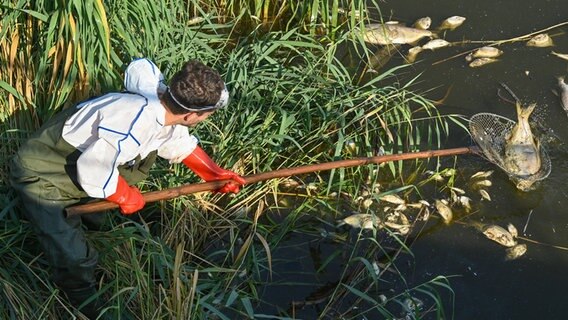 In Gartz (Landkreis Uckermark) errichteten Feuerwehrleute eine Ölsperre, damit die toten Fische nichb weiter flussabwärts treiben können. © dpa-Bildfunk Foto: Patrick Pleul