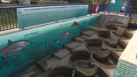 Das Bild zeigt die Fischtreppe am Wallensteingraben bei Wismar mit seinen farbig gestalteten Wänden. © NDR Foto: Screenshot