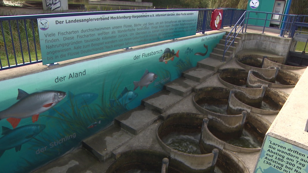 Fischtreppe am Wallensteingraben zu Lehrpfad umgestaltet