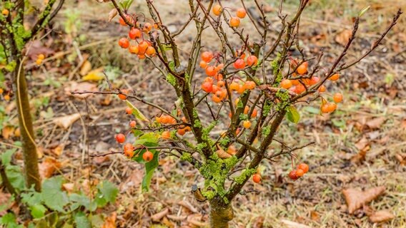 Sind Flechten An Baumen Ein Problem Ndr De Ratgeber Garten