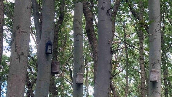 Kästen für Fledermäuse hängen an Bäumen. © NDR Foto: Franziska Drewes