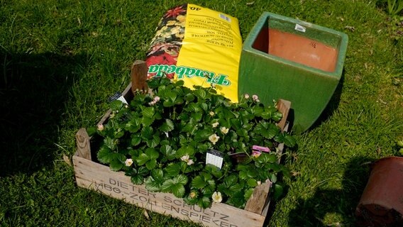 Kiste mit Erdbeerpflanzen, Sack Erde und leerer Kübel © NDR Foto: Udo Tanske
