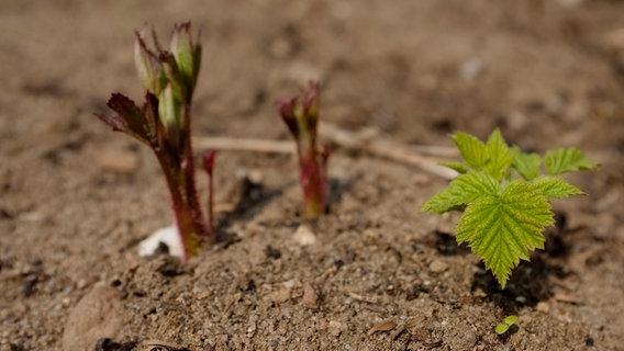 Kleine Beerenpflanzen bilden die ersten Blätter © NDR Foto: Udo Tanske