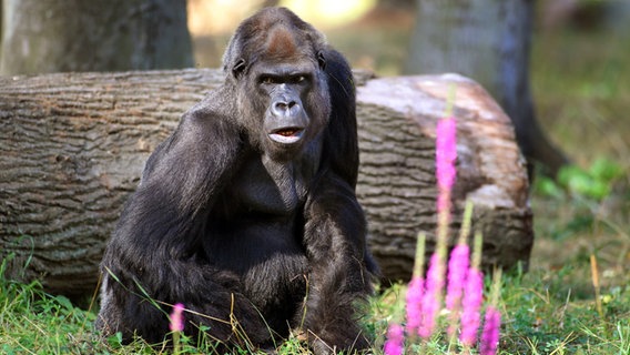 Gorilla Assumbo im Darwineum im Zoo Rostock © Zoo Rostock Foto: Gohlke