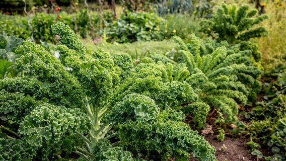 Grünkohl in einem Beet © NDR 