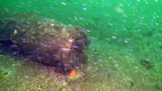 Eine Mine schlummert auf dem Meeresboden. © Wasserstraßen- und Schifffahrtsamt Stralsund Foto: Wasserstraßen- und Schifffahrtsamt Stralsund