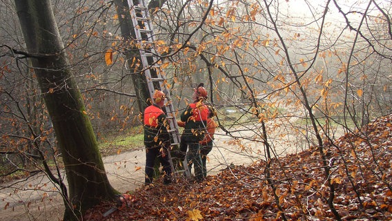 Das Nationalparkamt lässt Maßnahmen zur Verkehrssicherheit an der B198 durchführen. © Nationalparkamt Müritz Foto: Nationalparkamt Müritz