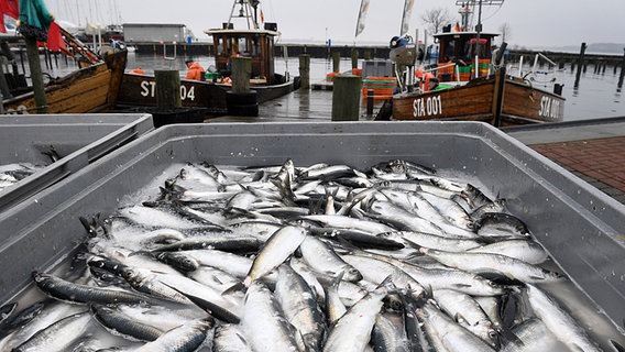 Ostseeheringe liegen im Hafen von Stahlbrode in einer Fisch-Kiste. © Picture Alliance/dpa Foto: Stefan Sauer