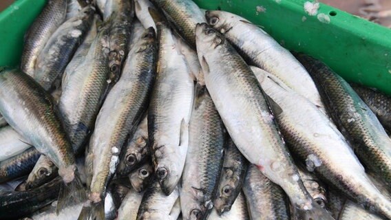 Frisch gefangene Heringe liegen im Hafen von Freest in einer Fischkiste (Ostseeküste Mecklenburg-Vorpommerns). © dpa-Bildfunk Foto: Stefan Sauer