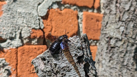 Eine Blauschwarze Holzbiene in Nahaufnahme. Sie sitzt auf einem Baumstumpf, der Hintergrund wird vollständig von einer Mauer eingenommen. © NDR Foto: Christoph Kornmilch
