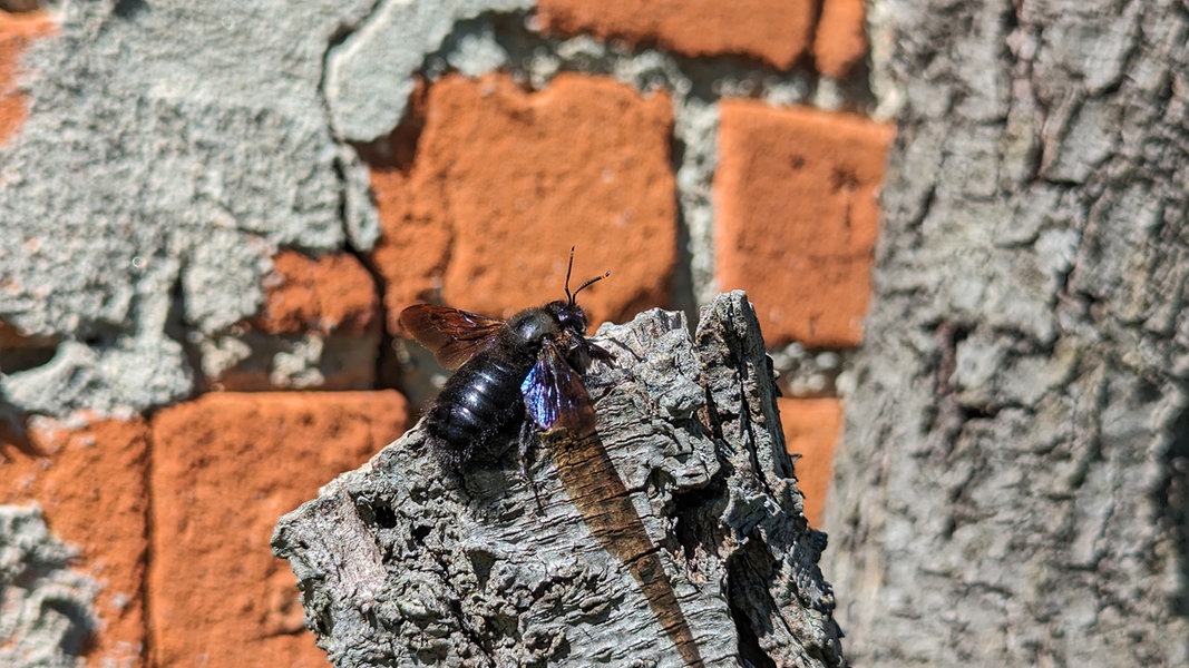 Eine Blauschwarze Holzbiene in Nahaufnahme. Sie sitzt auf einem Baumstumpf, der Hintergrund wird vollständig von einer Mauer eingenommen.