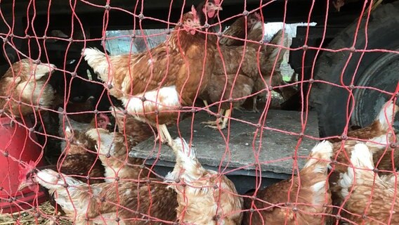 Hühner stehen dicht aneinander gedrängt hinter einem Zaun.  Foto: Claudia Arlt