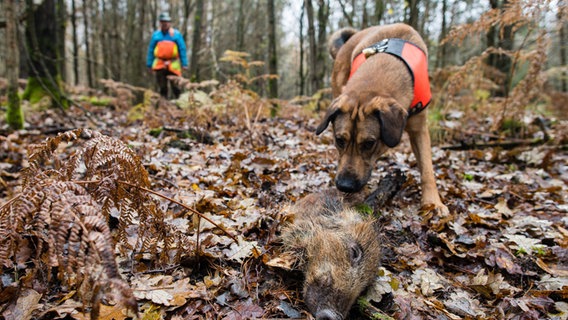 Ein Hund spürt im Wald einen Wildschweinkopf auf, der für ihn zu Traininigszwecken ausgelegt wurde. © dpa-Bildfunk Foto: Oliver Dietze