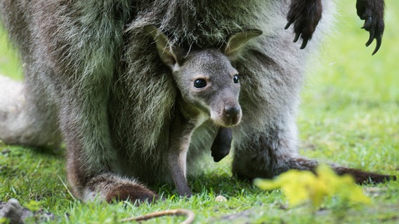 Babykänguru guckt aus dem Beutel der Mutter. Babykänguru guckt aus dem Beutel der Mutter. © dpa-Bildfunk
