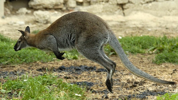 Ein Känguru hüpft durch sein Gehege © dpa-Bildfunk Foto: Armin Weigel