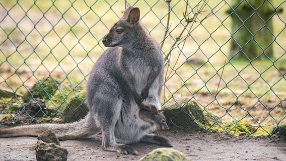 Ein Känguru-Jungtier im Beutel mit seiner Mutter im Zoo von Stralsund. © picture alliance/dpa Foto: Stefan Sauer