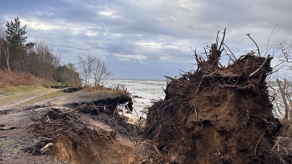 Der Sturm im Oktober 2023 hat am Rand des Küstenwaldes bei Rostock schwere Schäden hinterlassen. © Denis Moldenhauer Foto: Denis Moldenhauer