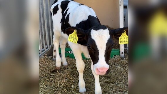 Landwirte präsentieren ihre Tiere zum Tag des offenen Hofes. © NDR Foto: NDR