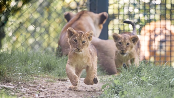 Nachwuchs bei den Asiatischen Löwen im Schweriner Zoo: Im Juli waren zwei Jungtiere geboren worden. © Zoo Schwerin Foto: Zoo Schwerin