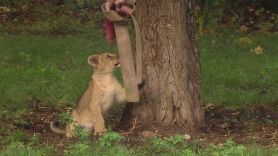 Rund drei Monate nach der Geburt der Asiatischen Löwen im Schweriner Zoo erkunden die beiden Jungtiere lebhaft ihre Umgebung. © NDR Screenshots Foto: NDR Screenshots