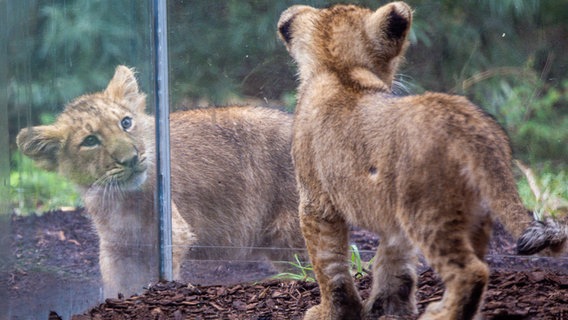 Nachwuchs bei den Asiatischen Löwen im Schweriner Zoo: Im Juli waren zwei Jungtiere geboren worden. © dpa-Bildfunk Foto: Jens Büttner