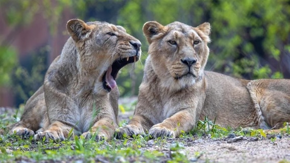 Löwen im Schweriner Zoo. © dpa Foto: Jens Bütner