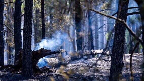 Verbrannte Bäume stehen nach einem Löscheinsatz im Waldbrandgebiet auf dem aschebedeckten Boden nahe eines ehemaligen Truppenübungsplatzes. © dpa Foto: Jens Büttner