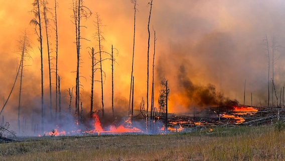 Flammen züngeln vom Boden aus an den verkohlten Resten abgebrannter Bäume empor. © dpa Foto: Thomas Schulz