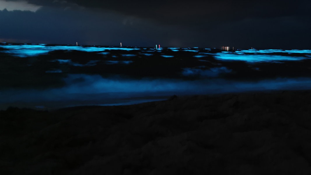 Meeresleuchten: Biolumineszenz in der Ostsee?