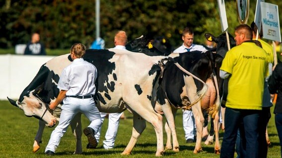 Eine Kuh wird vorgestellt © DPA-Bildfunk Foto: Jens Büttner