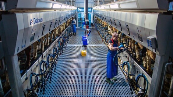 Köchelstorf: Melkerin Herta Teslinski arbeitet im Melkstand der Agrargenossenschaft. I © dpa-Bildfunk Foto: Jens Büttner/dpa-Zentralbild/dpa