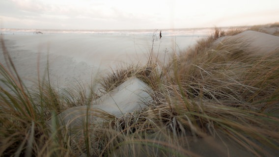 Dünen am Warnemünder Strand. © NDR Foto: Wolfgang Selzer aus Lambrechtshagen
