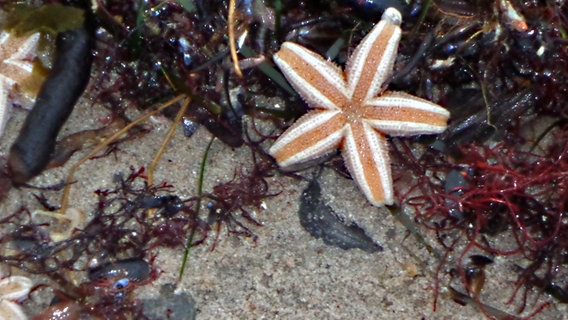 Zwischen Seetang liegt ein Seestern am Strand. © NDR Foto: Rüdiger Matusall aus Rostock