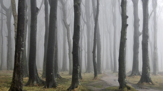 Nebel hängt zwischen kahlen Bäumen. © NDR Foto: Janett Bauermeister aus Boiensdorf