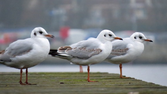 Möwen stehen auf einem Steg. © NDR Foto: Sven Johnsen aus Rostock