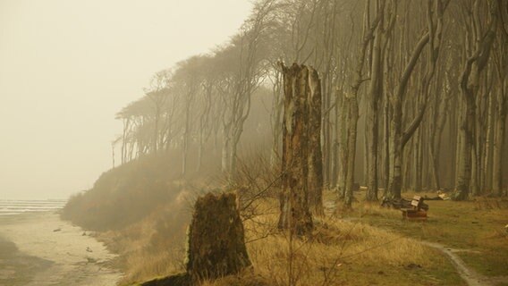 Wald im Nebel sieht gespenstisch aus © NDR Foto: Peter Schumacher aus Sievershagen