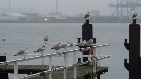 Möwen sitzen in Rostock auf einem Geländer © NDR Foto: Ursel Krause-Drögmöller aus Rostock