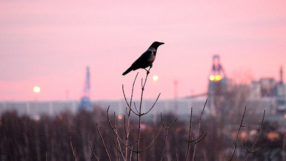 Vogel sitzt auf einem dünnen Zweig vor der Silhouette von Rostock. © NDR Foto: Reinhard Zimpel aus Rostock