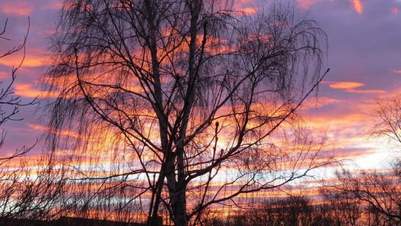 Sonnenaufgang hinter einem Baum © NDR Foto: Christine Fehrmann aus Bäbelitz