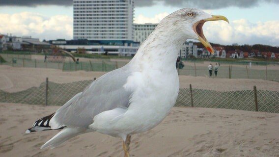 Eine Möwe sperrt den Schnabel auf © NDR Foto: Gisela Ostrau aus Elmenhorst