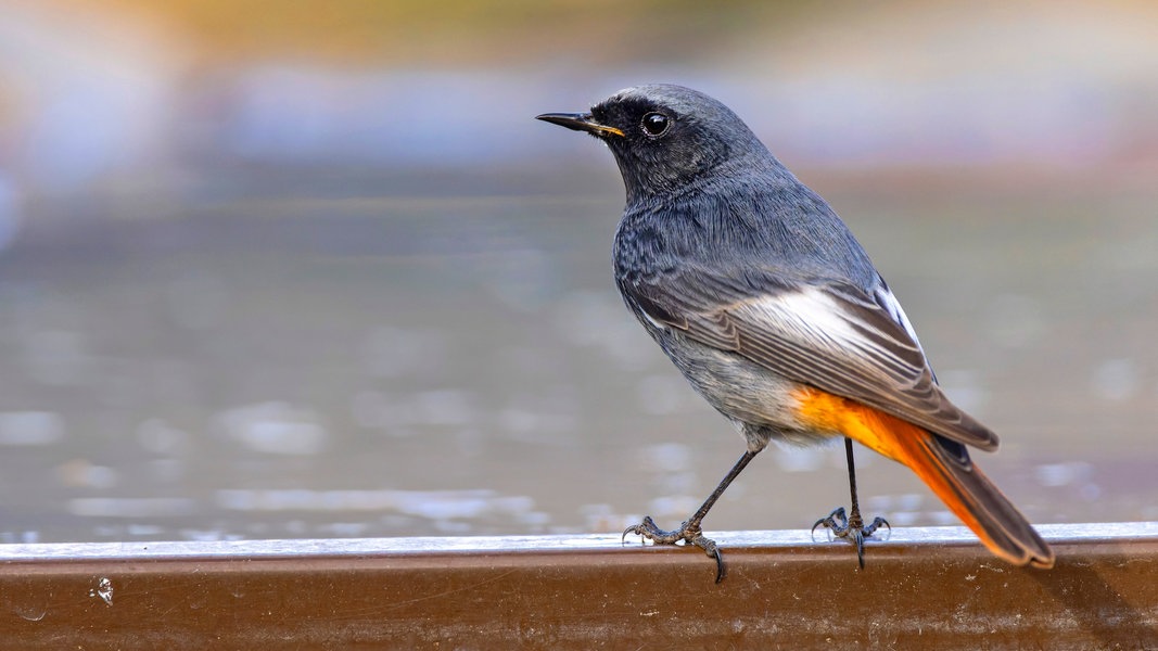 Hausrotschwanz zum Vogel des Jahres 2025 gewählt NDR.de Nachrichten MecklenburgVorpommern