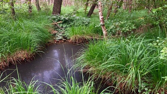 Das Vordarßer Moor mit Bäumen und Büschen im Nationalpark Vorpommersche Boddenlandschaft. © Nationalparkamt Vorpommern Foto: Nationalparkamt Vorpommern