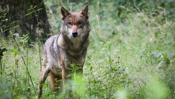 Eine ausgewachsene Wölfin steht im Unterholz ihres Geheges in einem Tierpark. © dpa-Bildfunk Foto: Christian Charisius/dpa