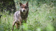 Eine ausgewachsene Wölfin steht im Unterholz ihres Geheges in einem Tierpark. © dpa-Bildfunk Foto: Christian Charisius/dpa