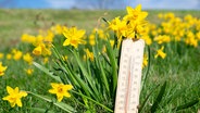 Thermometer vor Narzissen. © Berit Kessler 