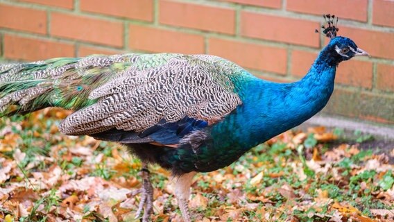 Ein blauer Pfau aus dem Schweriner Zoo © Zoo Schwerin Foto: Zoo Schwerin