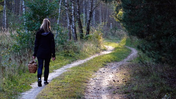 Eine Frau läuft mit einem Korb voller Pilze allein durch den Wald © picture alliance / Caro | Sorge Foto: picture alliance / Caro | Sorge