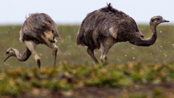 Zwei Nandus gehen im Schneeregen über eine Wiese. © dpa-Bildfunk Foto: Jens Büttner