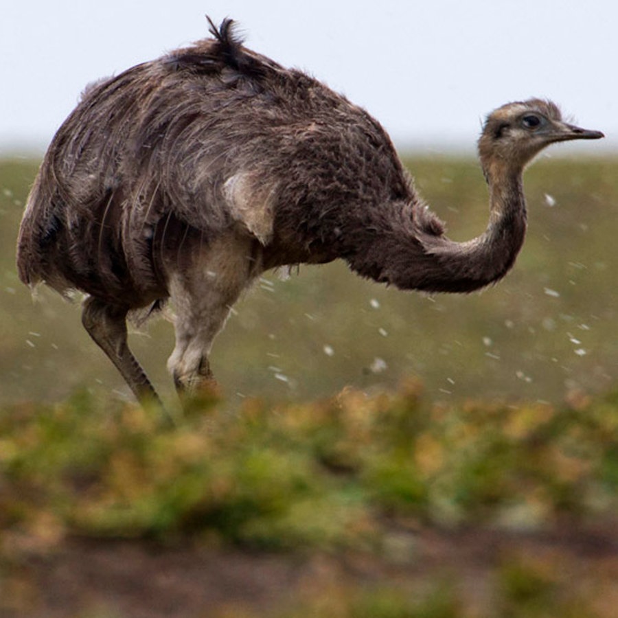 Wilde Riesenvögel: Die Nandus am Schaalsee